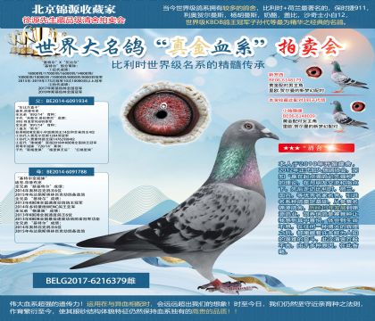 迪克.范登布克原舍-“灰比爾直子”X“基特爾全姐妹”