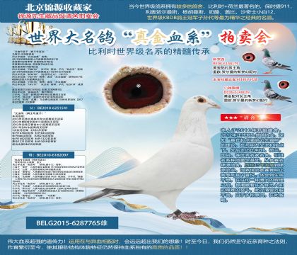 馬塞爾.沃特斯原舍-“艾迪號直子(獅王號直孫)”