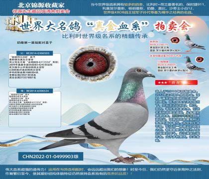 奶酪第一基礎(chǔ)配對直子22-0499903雄