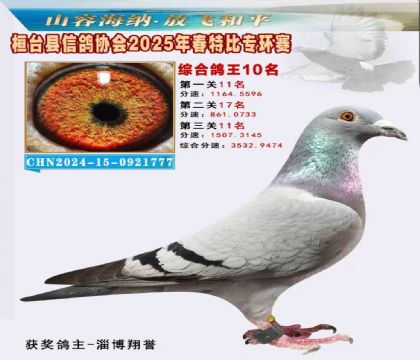 桓臺信鴿協(xié)會(huì)特比環(huán)10名