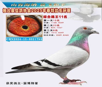 桓臺信鴿協(xié)會(huì)特比環(huán)11名