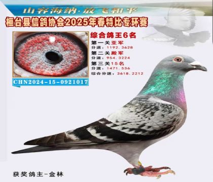 桓臺信鴿協(xié)會(huì)特比環(huán)6名