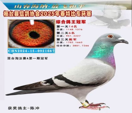 桓臺信鴿協(xié)會(huì)特比環(huán)1名