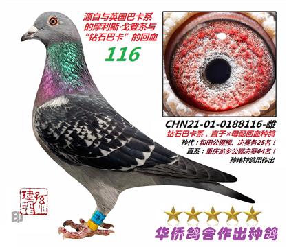 16號--戈登系+巴卡系0188116-雌