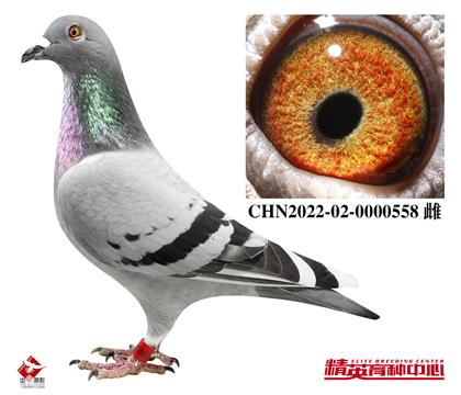 Ӣ˹94-178OŮ