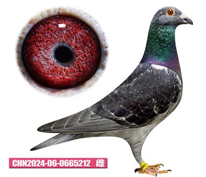 佛卡門-電流號212