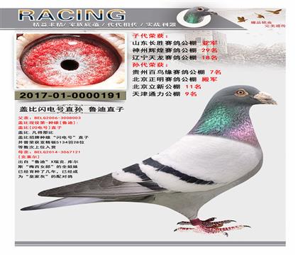 血統(tǒng):蓋比原舍“閃電號直孫”魯?shù)现弊?雄