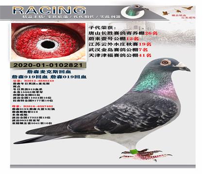 詹森麥克斯回血 詹森019 雄