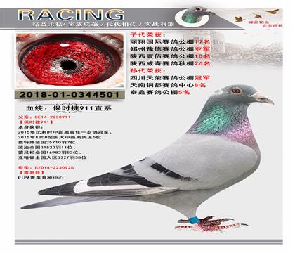 血統(tǒng):保時捷911直系