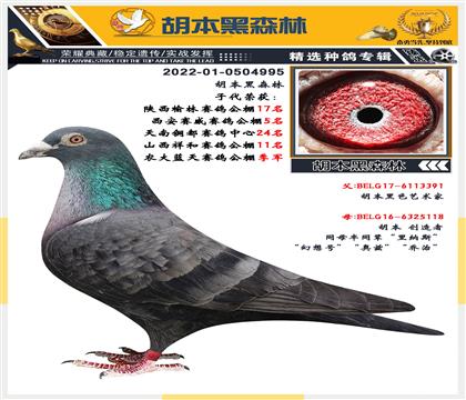 血統(tǒng):胡本 、黑森林 雄