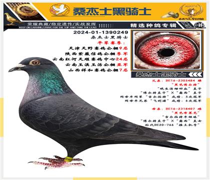 桑杰士.黑騎士 雌