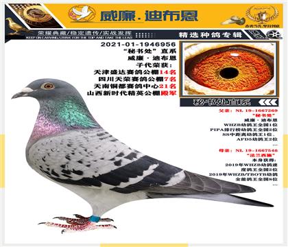 血統(tǒng)“秘書處”直系威廉.迪布恩 雌