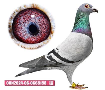 利奧-奧林匹克158