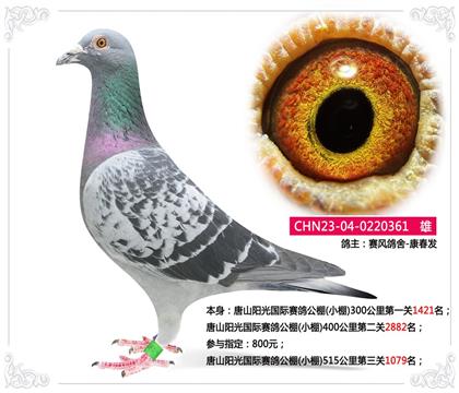 唐山陽光國際賽鴿公棚(小棚)515公里第三關(guān)1079名