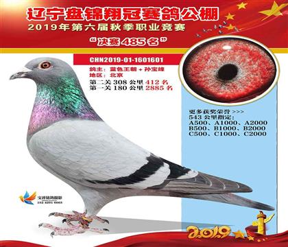 藍(lán)色王朝-遼寧盤錦翔冠賽鴿公棚543公里決賽485名 雌