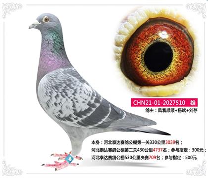 河北泰達(dá)賽鴿公棚530公里決賽709名 雄