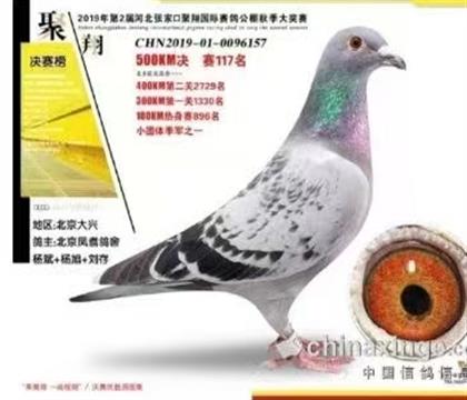 張家口聚翔賽鴿公棚500公里決賽117名 雌