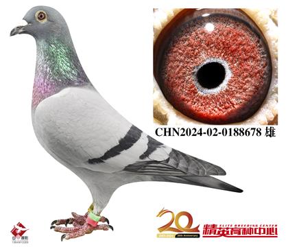240HֱO