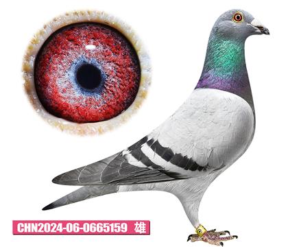 胡曼斯-哈利王子159