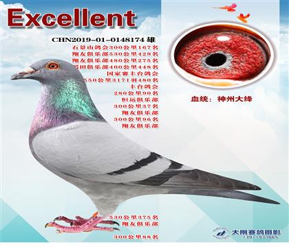 多次成績(jī)鴿