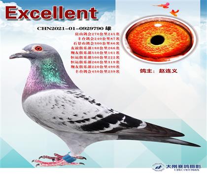 多次成績(jī)鴿