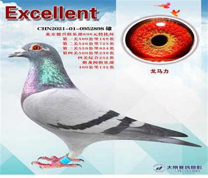 德興特比環(huán)綜合成績(jī)鴿