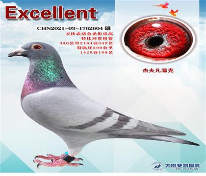 杰夫凡溫克成績(jī)鴿