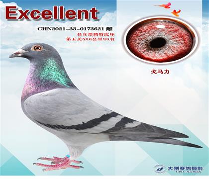 成績(jī)鴿