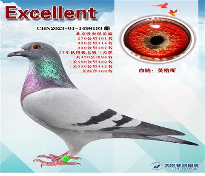 多次成績(jī)鴿
