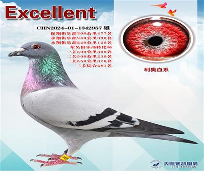 多次成績(jī)鴿