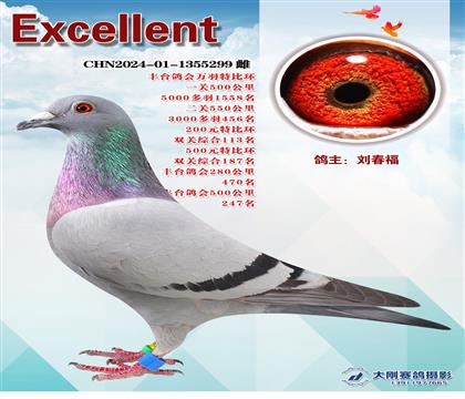 多次成績(jī)鴿