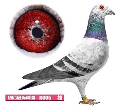 噶斯頓-魅影先生R005
