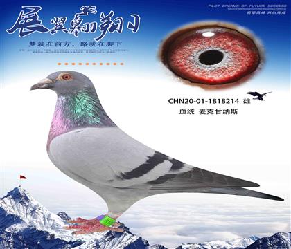 ʼ{˹LꖇH50037