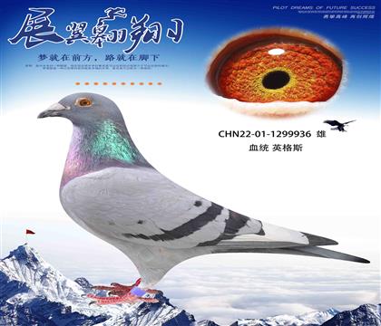 英格斯兄弟178近親回血作出