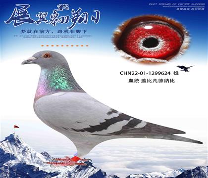 轉(zhuǎn)飛鴿王的蓋比624