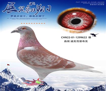 迪克范登布克622