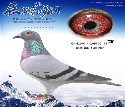 轉(zhuǎn)飛鴿王的蓋比760