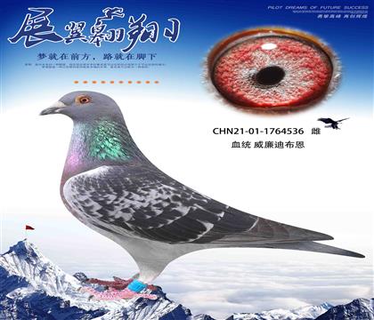 威廉迪布恩墨菲定律直女作出