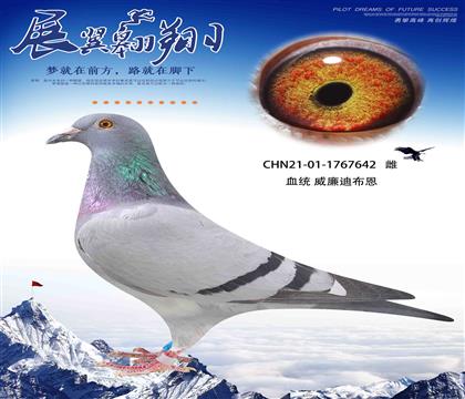 威廉迪布恩墨菲定律全兄弟直子作出642