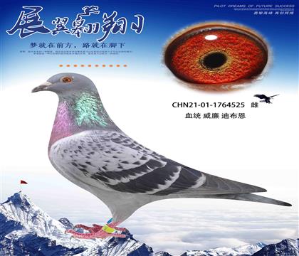 威廉迪布恩墨菲定律全兄弟直子作出525