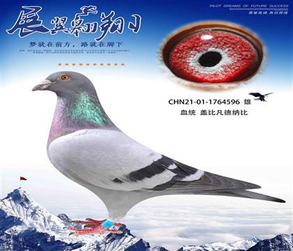 轉(zhuǎn)飛鴿王蓋比子代獲得云外水莊76名