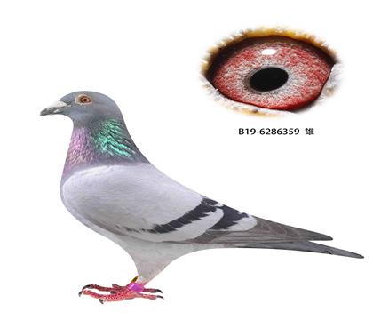 撿漏6