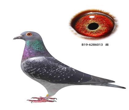 撿漏7