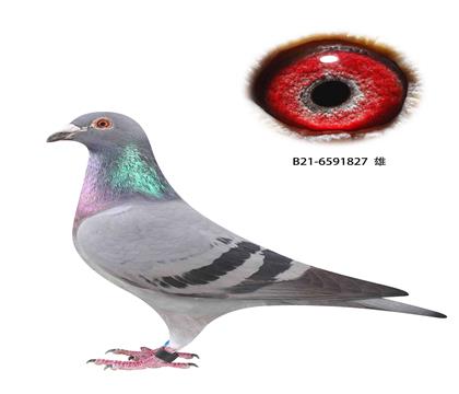 撿漏9