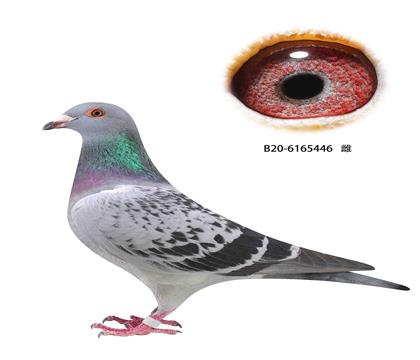 撿漏11