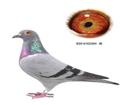 撿漏13