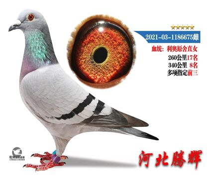 WԭֱŮ-3408