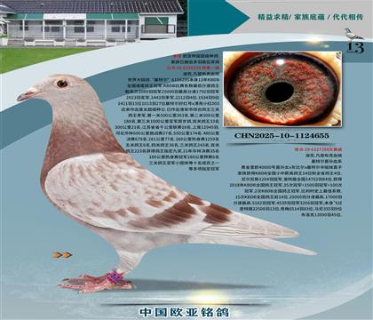 迪克凡登布克基特爾295x40000號(hào)394