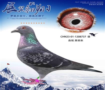 ӢܺںHѪ737