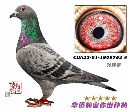 13̖(ho)--ղɭ019ϵѪN1909752-